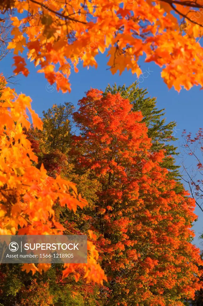 Autumn sugar maple, Stanley Quarter Park, New Britain, Connecticut