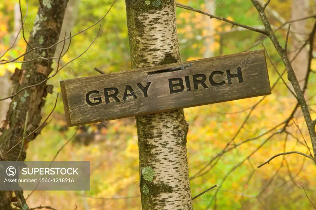 Gray birch sign, Farmington Canal Heritage Trail, Connecticut