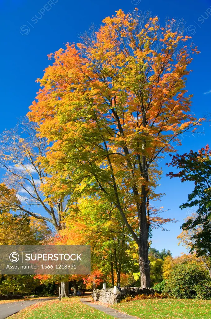 Autumn sugar maple, Hill-Stead Museum, Farmington, Connecticut