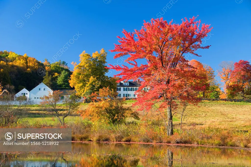 Maple by pond, Hill-Stead Museum, Farmington, Connecticut