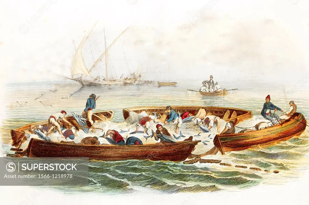 Tuna fishing in France  Antique illustration, 1856