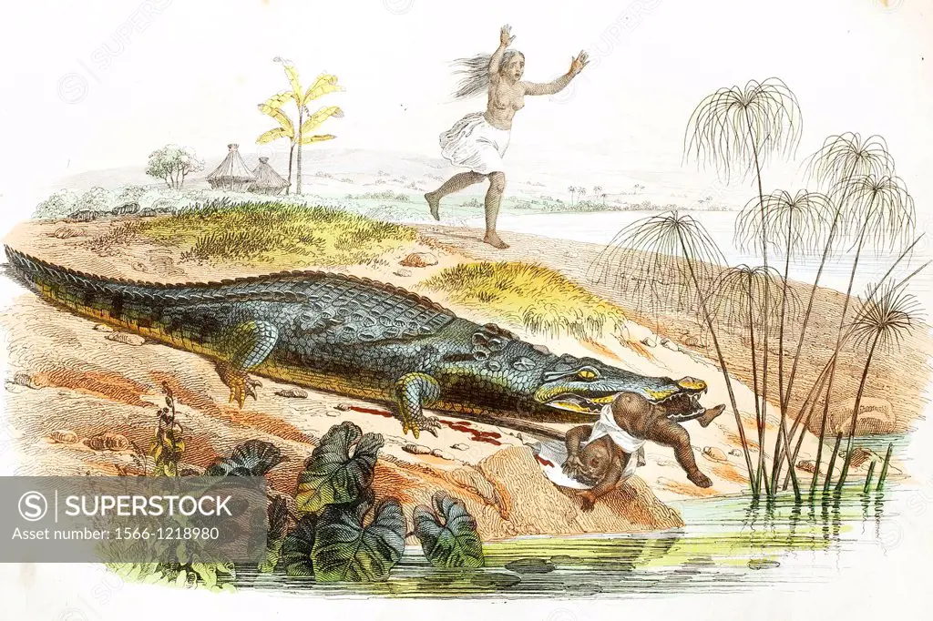 Crocodile hunting a child  Antique illustration, 1856