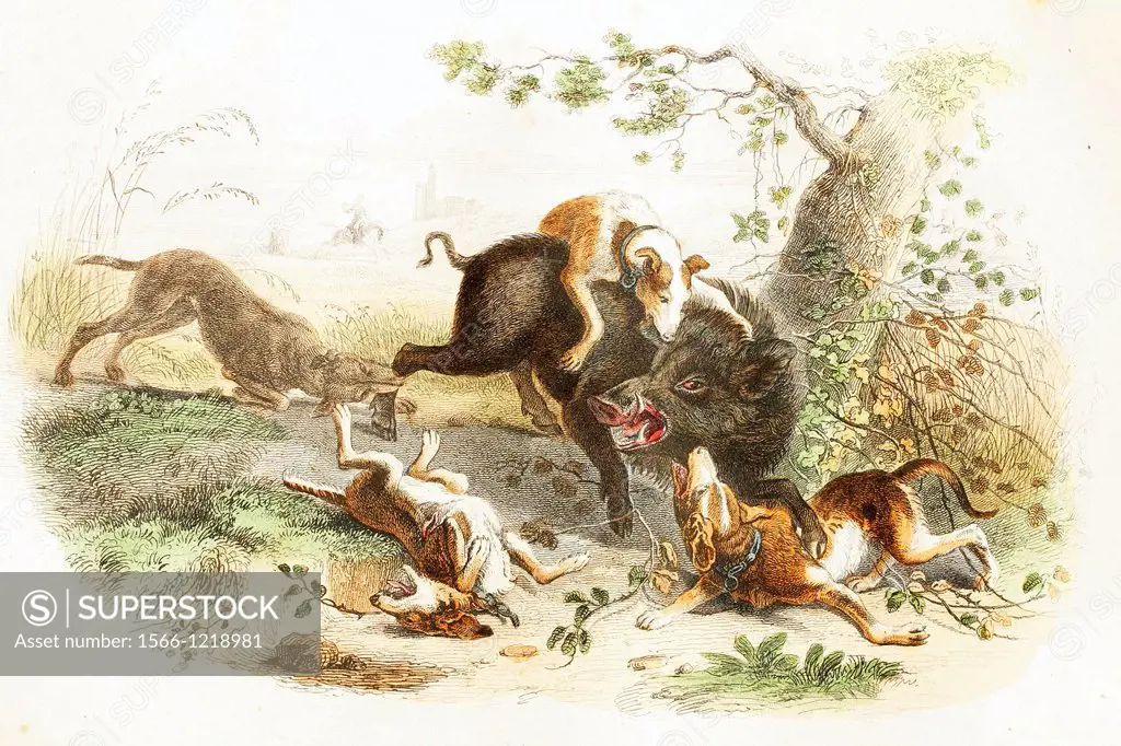 Boar with a pack of dogs  Antique illustration, 1856