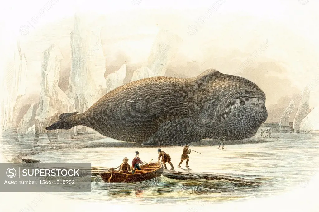 Whale  Antique illustration, 1856