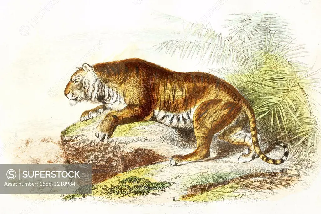 Tiger  Antique illustration, 1856