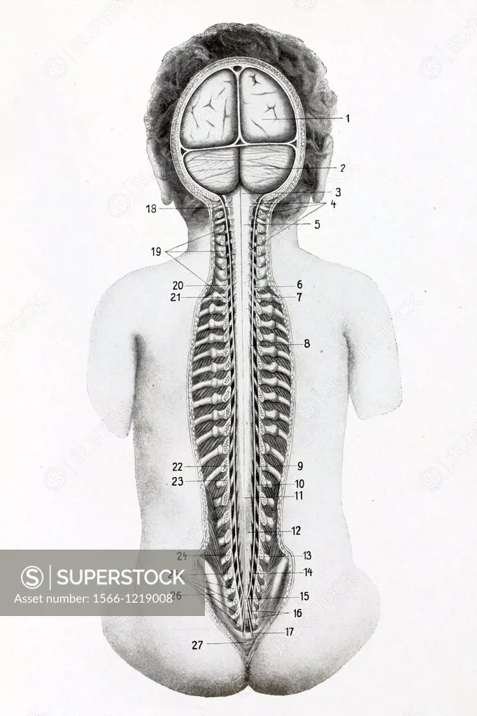Position of the spinal cord in the spinal column  Antique illustration, 1936