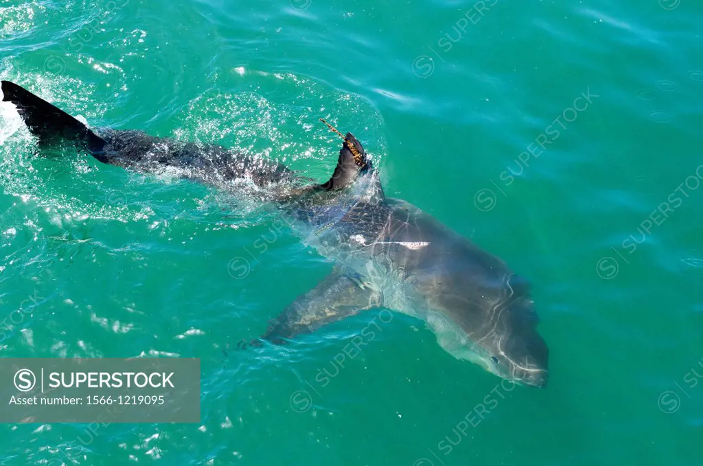 Satellite tagged great white shark, Carcharodon carcharias, Every time the shark surfaces the tag will transmit its position to the Ocearch global pos...