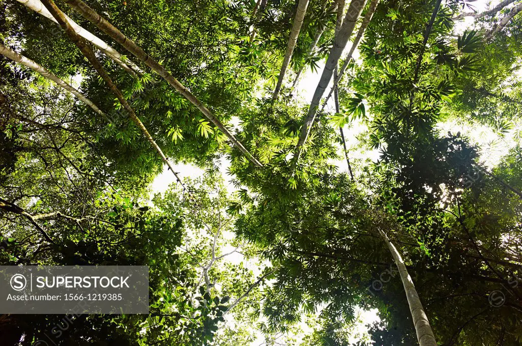 Backlit foliage from underneath the tree canopy in Borneo, Malaysia