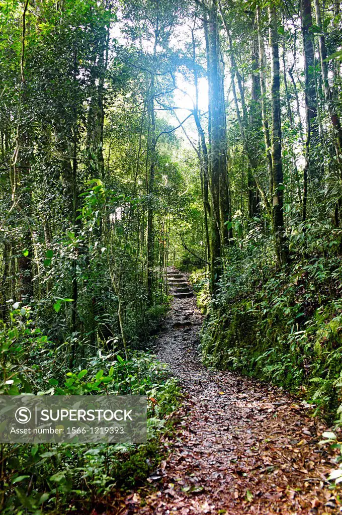 The Pandanus Trail in Kinabalu National Park, Borneo Malaysia