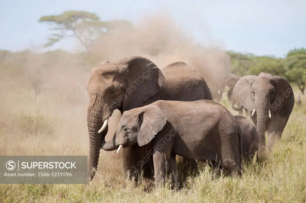 African Elephants Loxodonta africana taking dust bath, Serengeti National Park, Tanzania