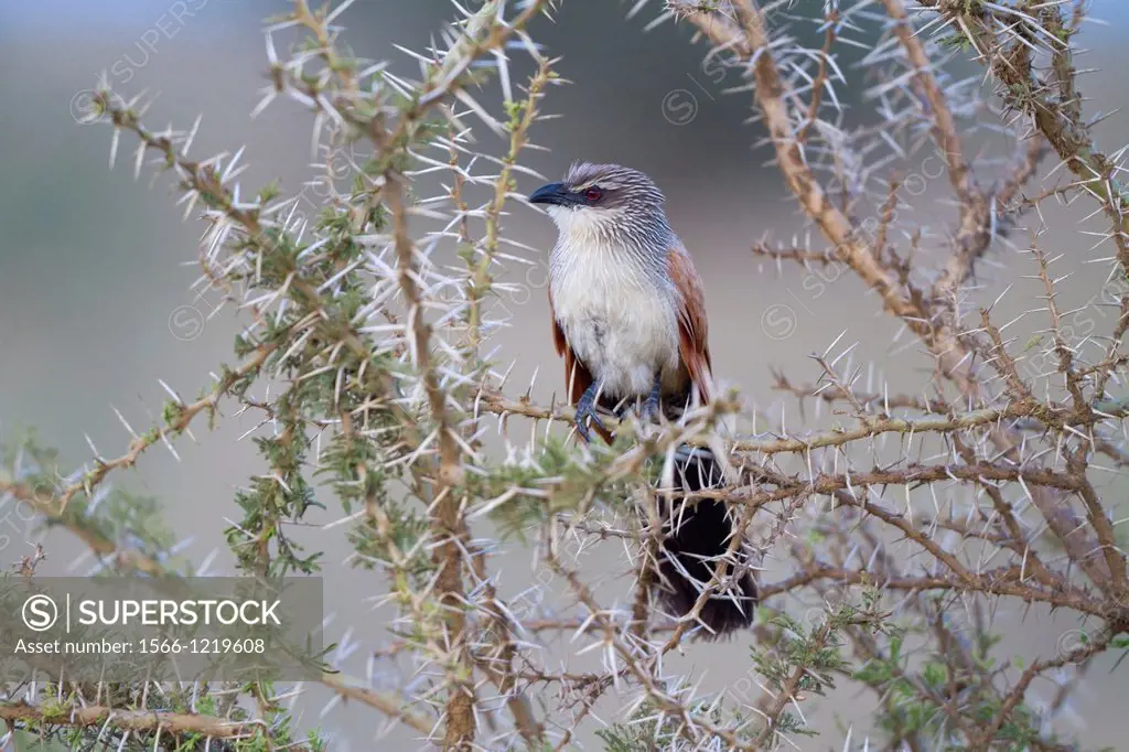 White-browed Coucal Centropus superciliosus sitting on branch, Serengeti National Park, Tanzania