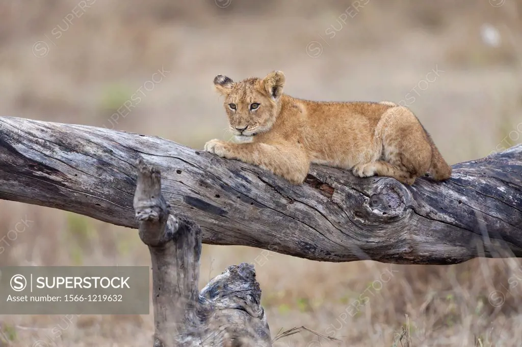 young Lion Panthera leo lying on tree, Serengeti National Park, Tanzania