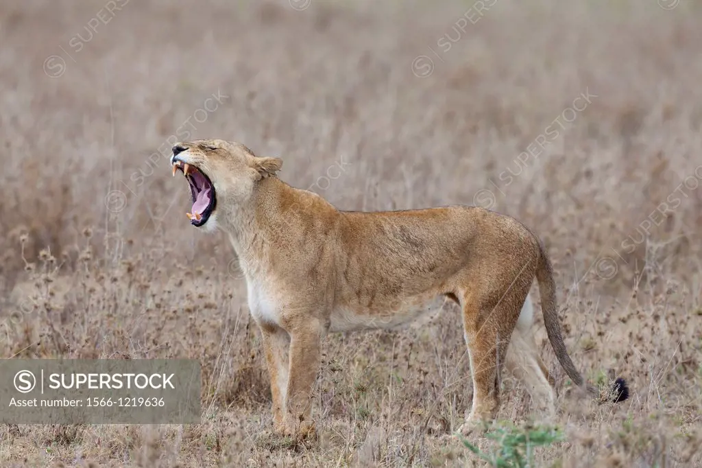 yawning Lioness Panthera leo standing in savannah, Serengeti National Park, Tanzania