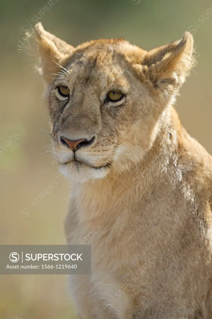 portrait of a young Lion Panthera leo, Serengeti National Park, Tanzania