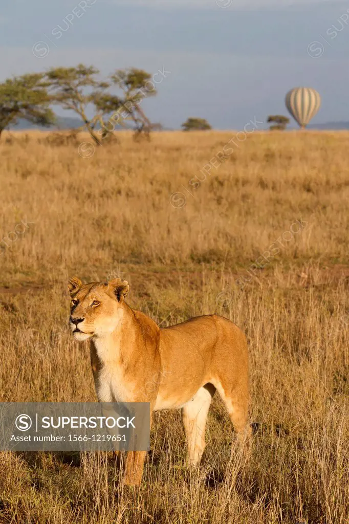 Lioness Panthera leo standing in savannah with hot-air balloon, Serengeti National Park, Tanzania