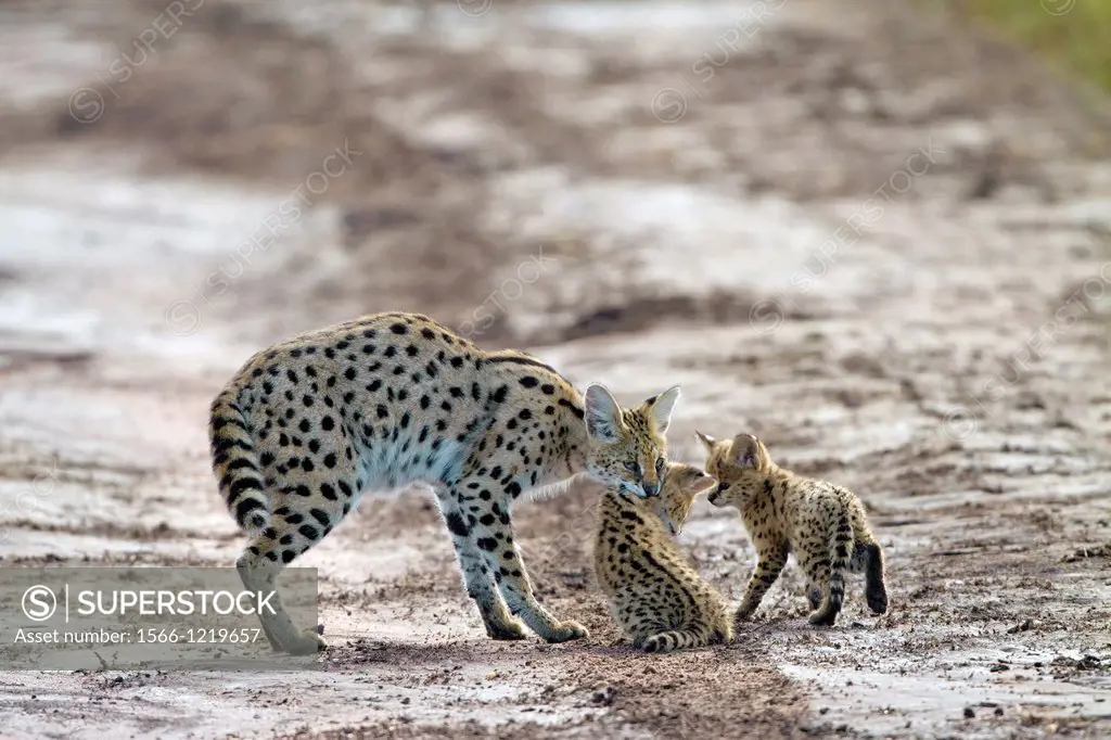 Serval Leptailurus serval with cubs, Serengeti National Park, Tanzania