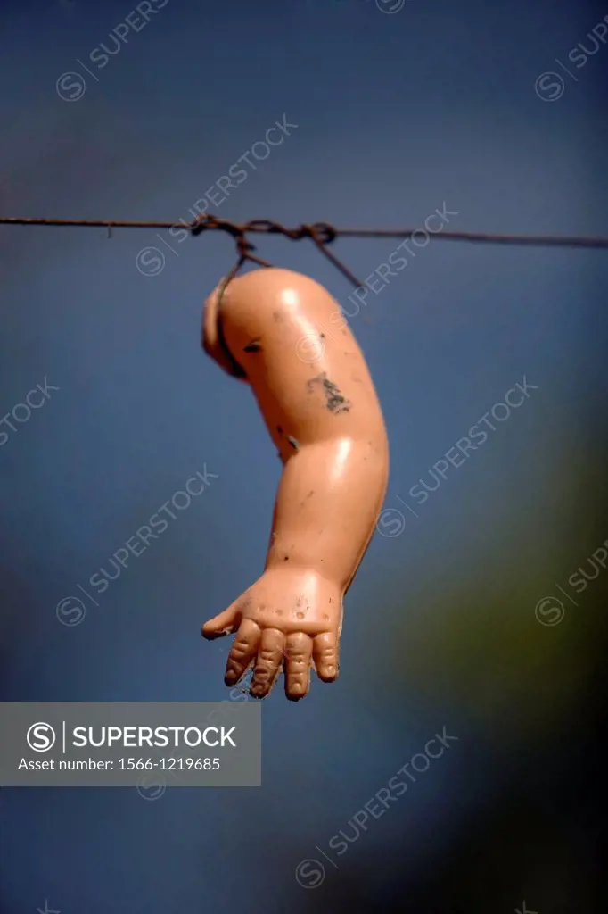 A doll´s arm hangs on the Island of the Dolls in Xochimilco, southern Mexico City, December 28, 2012  The late Don Julian turned his ´chinampa,´ a sma...