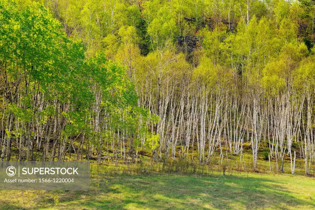 A hillside of aspen and birch with emerging spring leaves, Greater Sudbury, Ontario, Canada