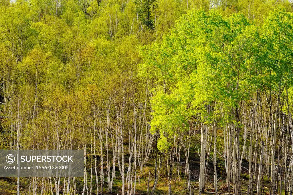 A hillside of aspen and birch with emerging spring leaves, Greater Sudbury, Ontario, Canada