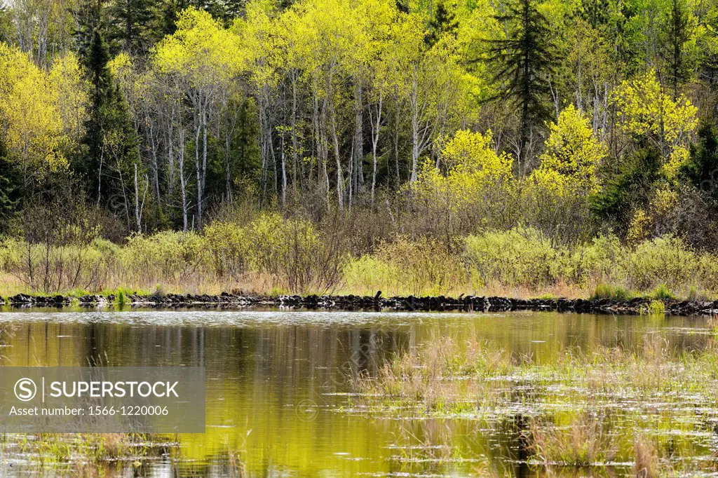 Spring reflections in a beaver pond, Greater Sudbury, Ontario, Canada