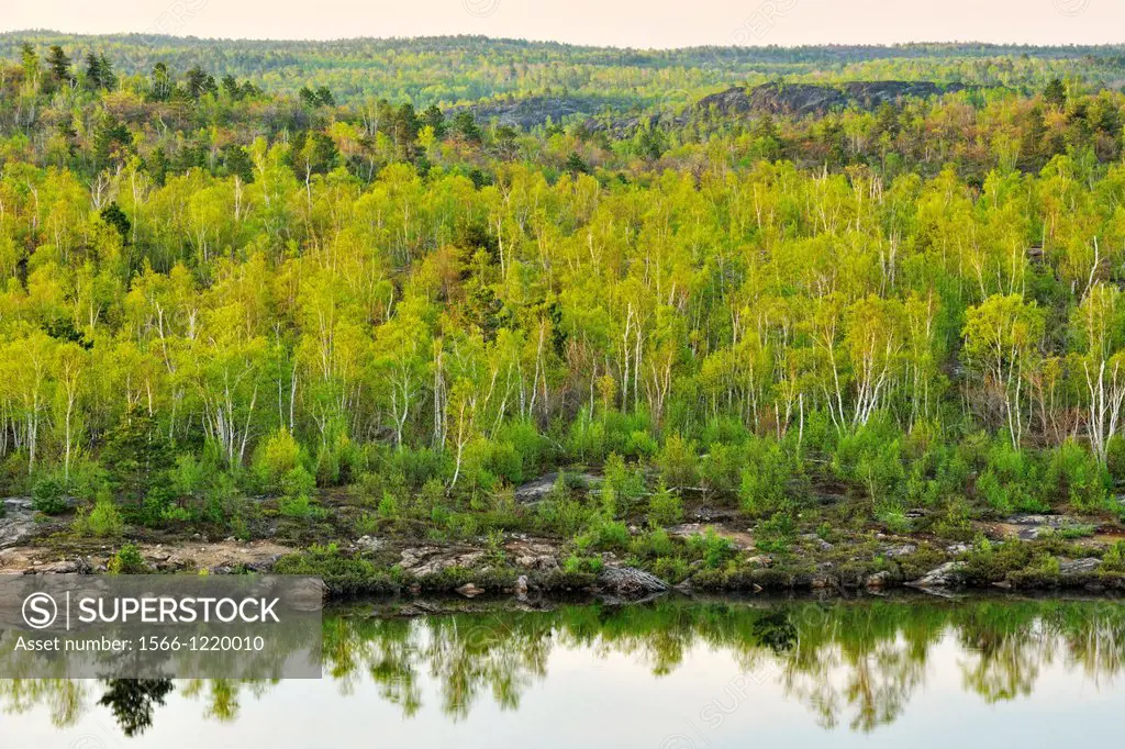 Deciduous trees with emerging spring foliage and pines on the shore of a small lake, Greater Sudbury, Ontario, Canada