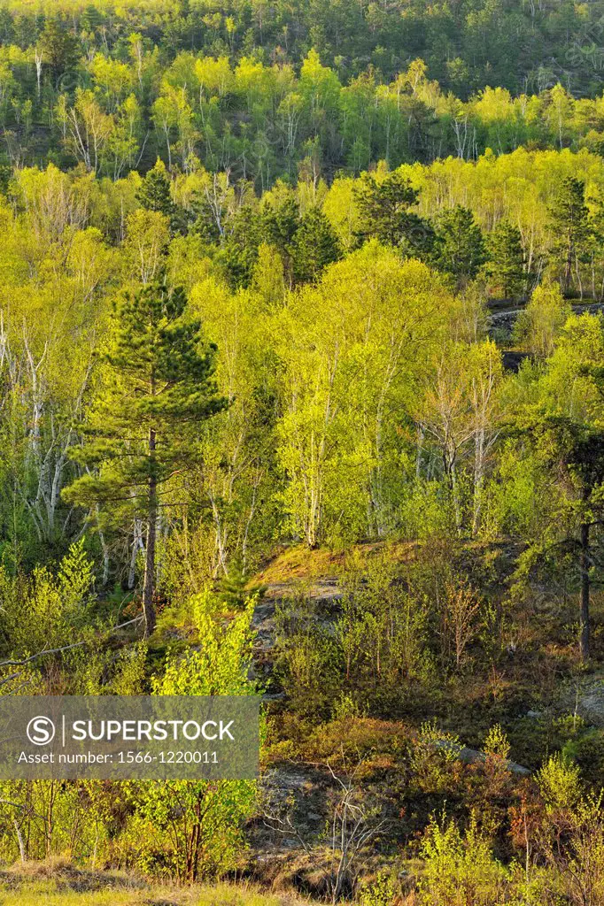 Fresh spring leaves of birch and aspen trees with red pines , Greater Sudbury, Ontario, Canada