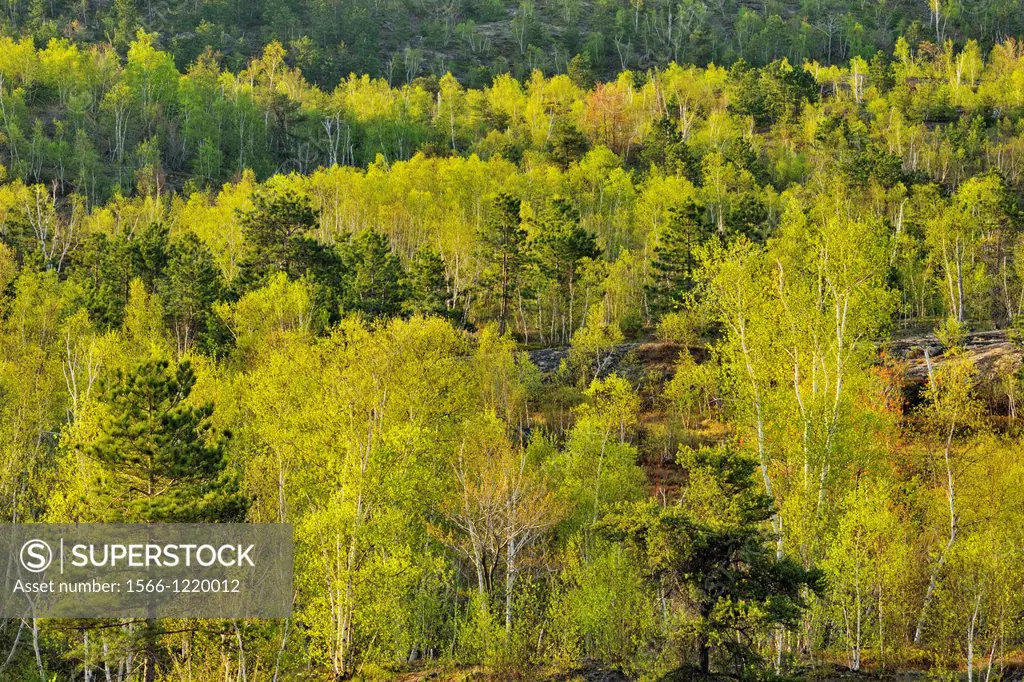 Fresh spring leaves of birch and aspen trees with red pines , Greater Sudbury, Ontario, Canada