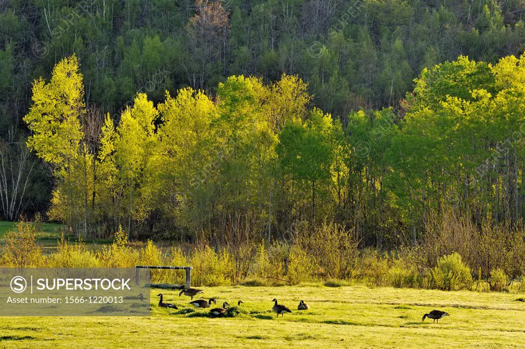 A hillside of aspen and birch at the edge of a field, with Canada Geese, Greater Sudbury, Ontario, Canada
