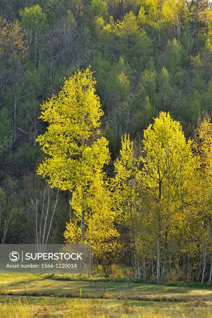 A hillside of aspen and birch at the edge of a field, Greater Sudbury, Ontario, Canada