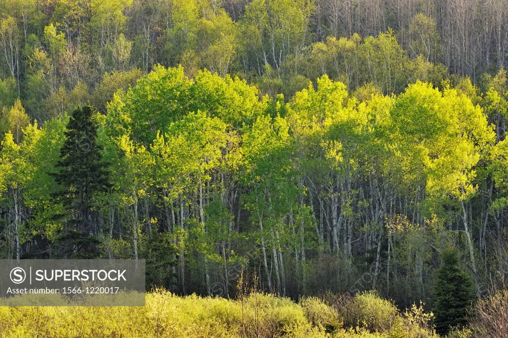 A hillside of birch, aspen and spruce trees, Greater Sudbury lively, Ontario, Canada