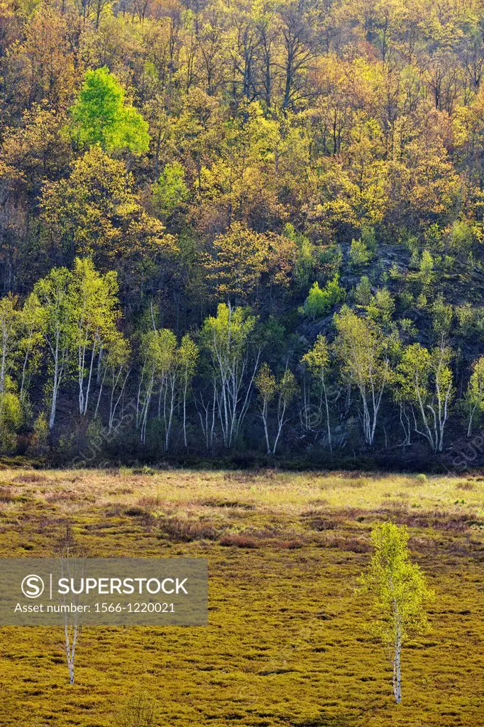 Birch and aspen trees with emerging foliage overlooking a leatherleaf bog, Greater Sudbury lively, Ontario, Canada