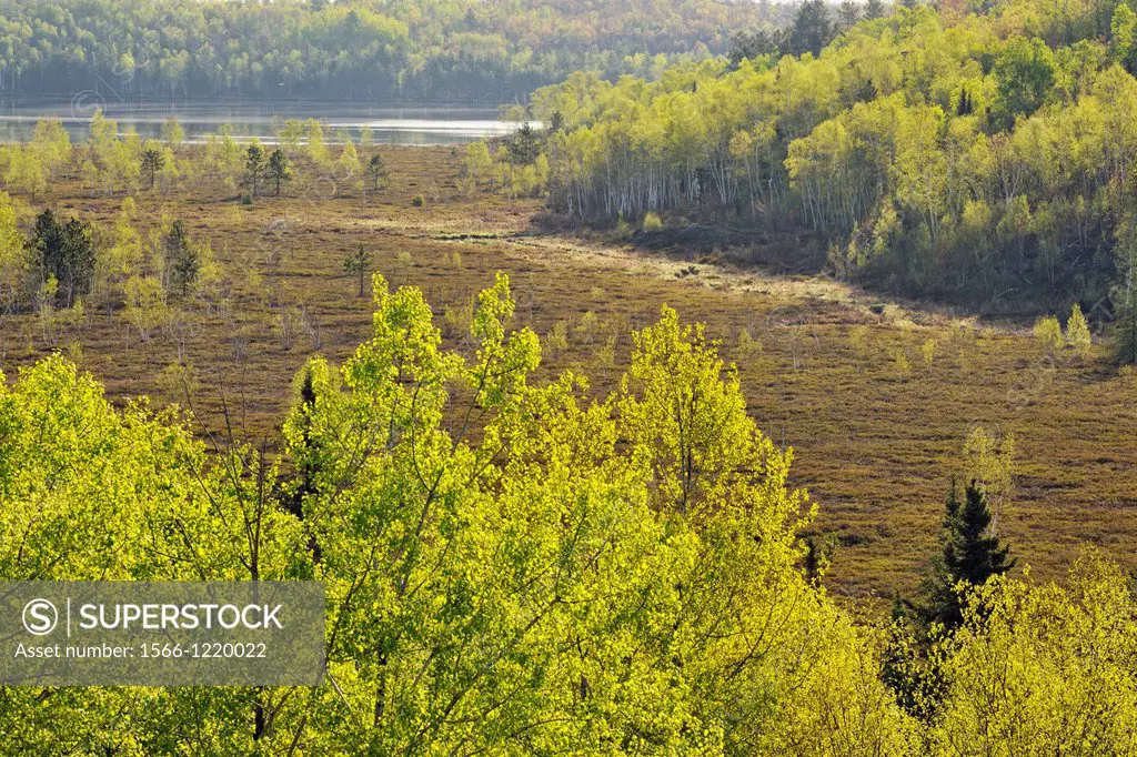 Birch, aspen and larch trees with emerging foliage near a leatherleaf bog, Greater Sudbury lively, Ontario, Canada