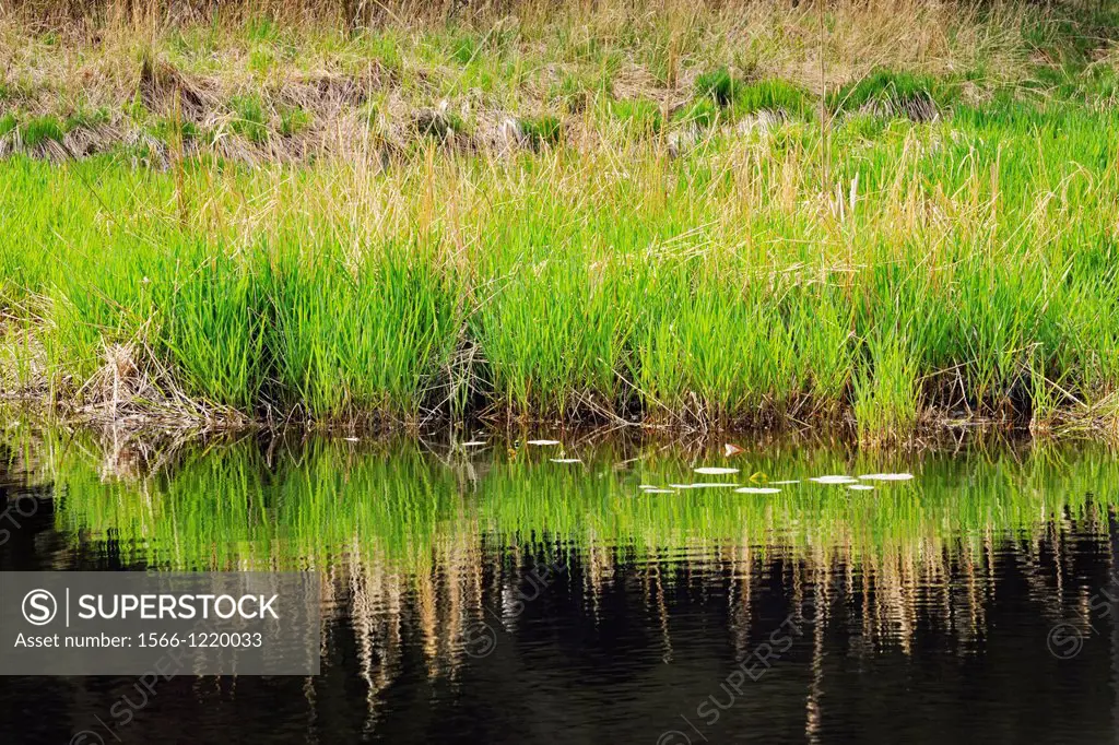 Canadian Shield granite outcrops reflected in a beaver pond, Killarney Provincial Park, Ontario, Canada