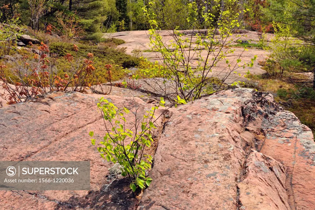 Canadian Shield granite outcrops with birch seedling, Killarney Provincial Park, Ontario, Canada