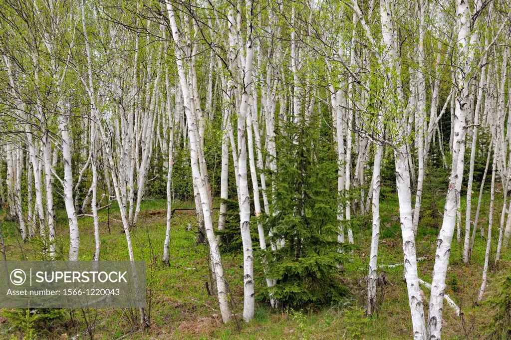 White birch Betula papyrifera woodland in early spring with spruce trees, Greater Sudbury Lively, Ontario, Canada
