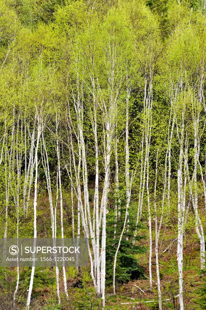 A hillside of white birch Betula papyrifera woodland in early spring , Greater Sudbury Lively, Ontario, Canada