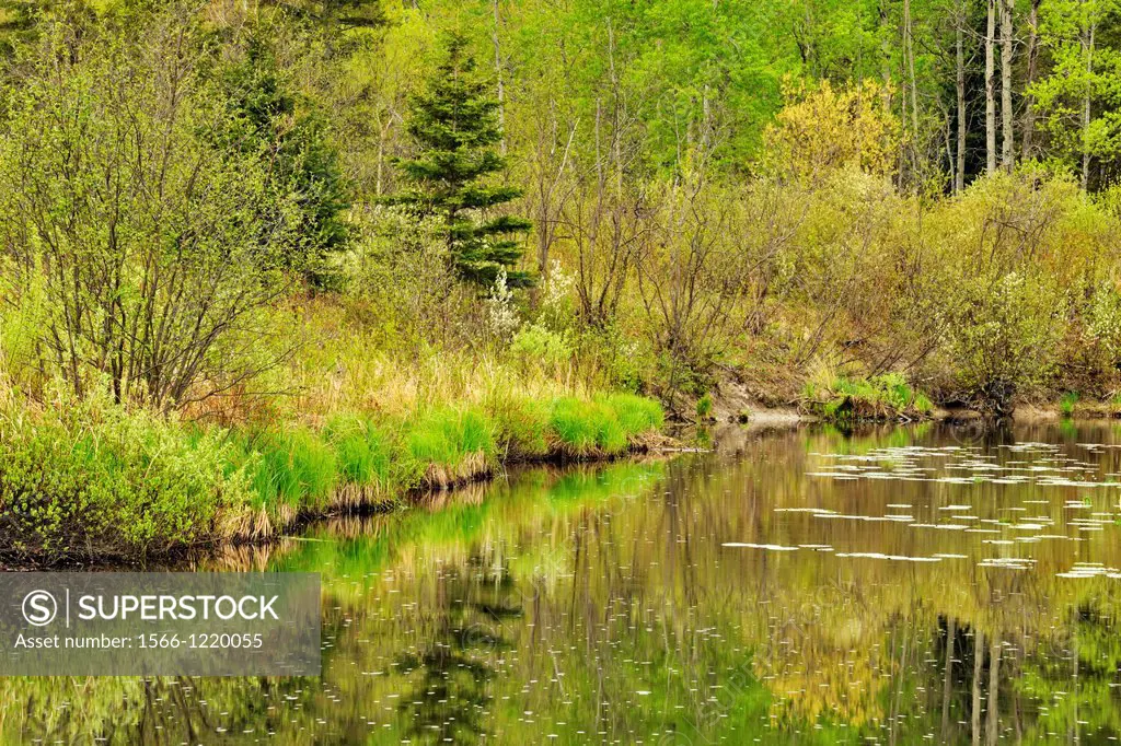 Fairbank Creek with tree reflections, spring grasses and water lily leaves , Greater Sudbury Whitefish, Ontario, Canada