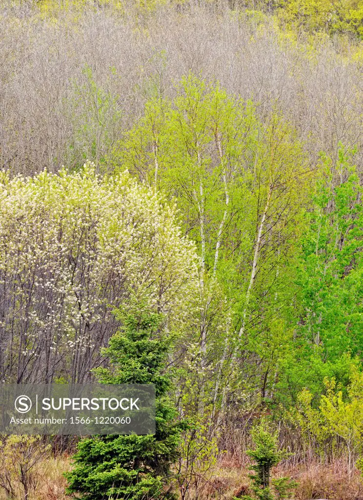 Flowering pincherry, aspen and birch on a hillside in spring, Greater Sudbury Naughton, Ontario, Canada