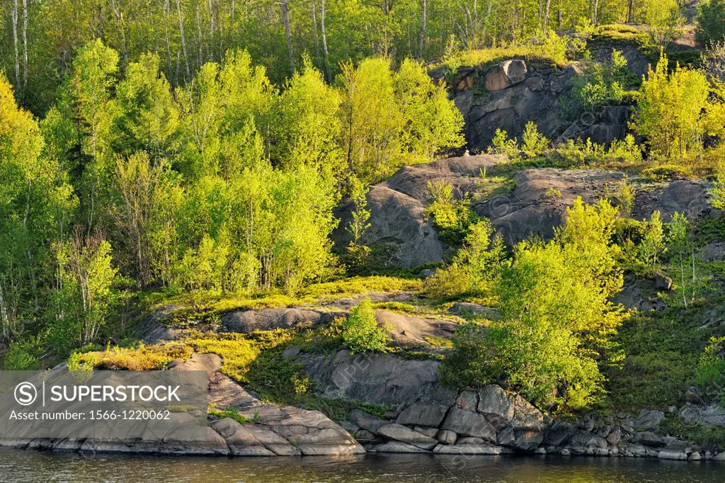 Birch trees and rock outcrops overlooking the shores of Elbow Lake, Wanup, Ontario, Canada