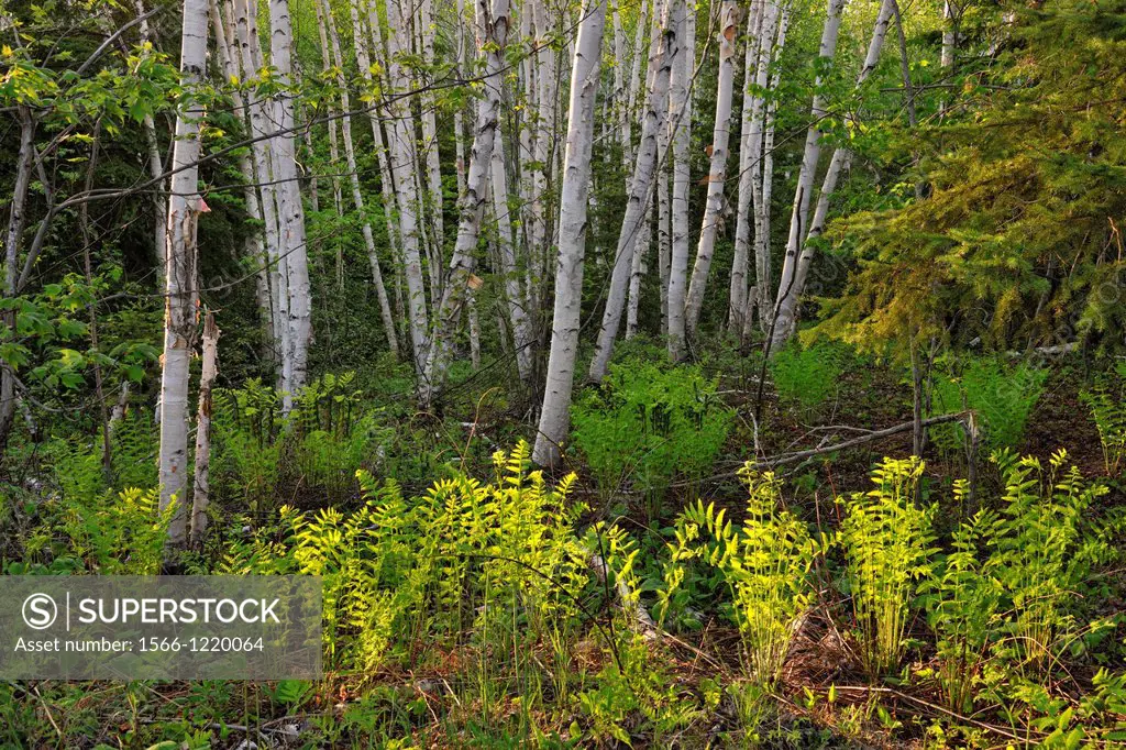 Woodland birches and ferns, Wanup, Ontario, Canada