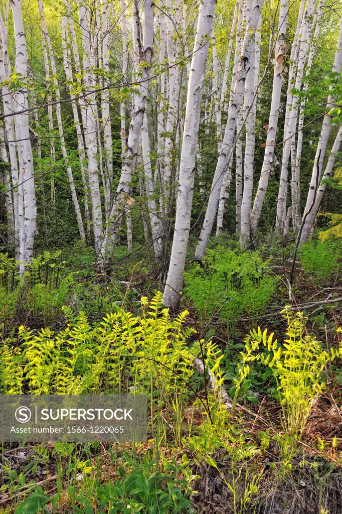 Woodland birches and ferns, Wanup, Ontario, Canada