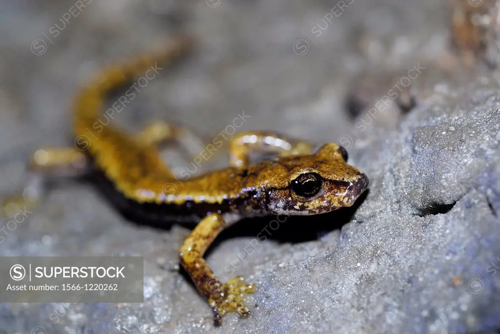 Italian cave salamander Speleomantes italicus in a shelter in the Apuan Alps, near Levigliani, Lucca, Tuscany, Italy