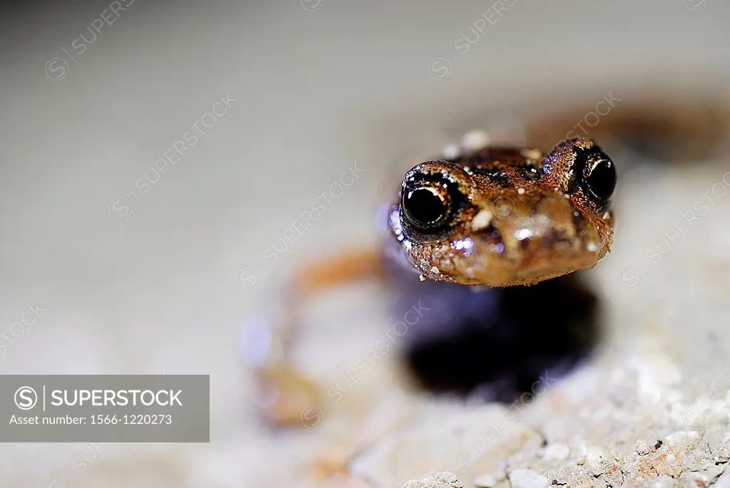 Italian cave salamander Speleomantes italicus in a cave near Anchiano, Lucca province, Tuscany, Italy