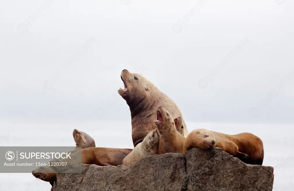 Steller sea lion - Eumetopias jubatus - also known as the northern sea lion and Steller´s sea lion, National Park of Kenai Fjords, Alaska, U S A