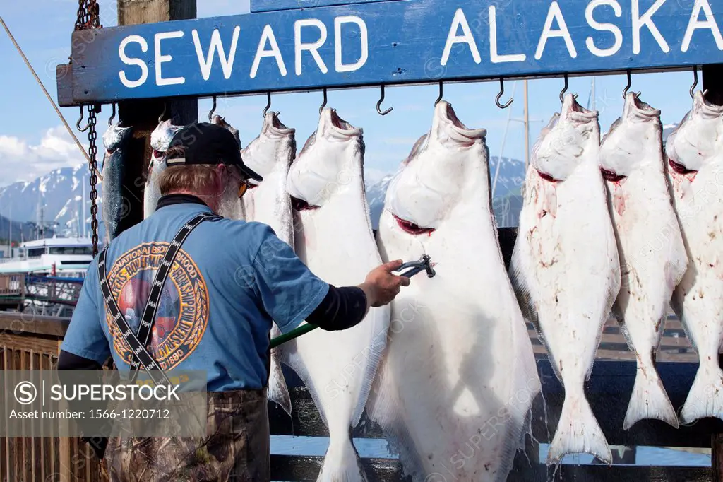 Fishing activities in the harbour of Seward, Kenai Peninsula, Alaska, U S A