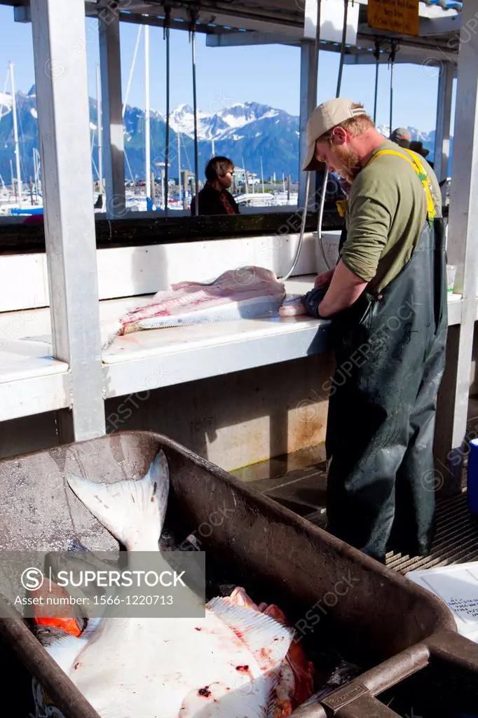Fishing activities in the harbour of Seward, Kenai Peninsula, Alaska, U S A