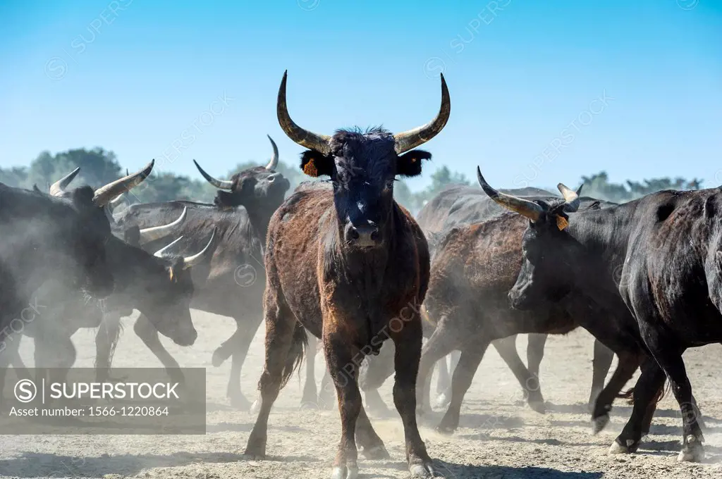 Europe, France, Bouches-du-Rhone, Regional Natural Park of Camargue, Saintes-Maries-de-la-Mer. Bulls during an abrivado.