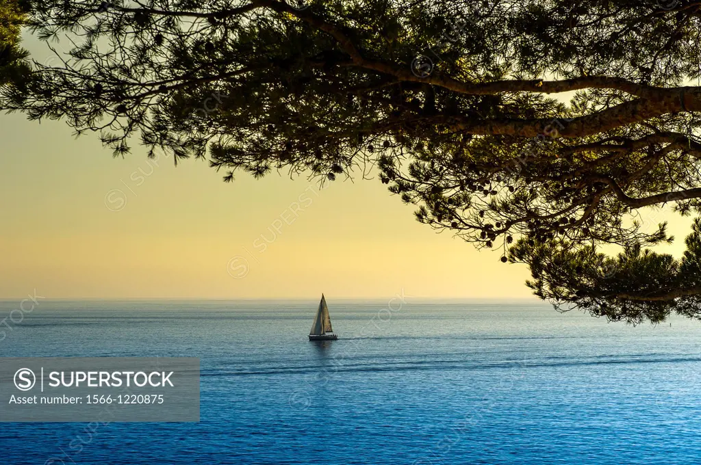 Europe, France, Bouche-du-Rhone, Cassis. Cape Canaille. Sailboat at sunset.