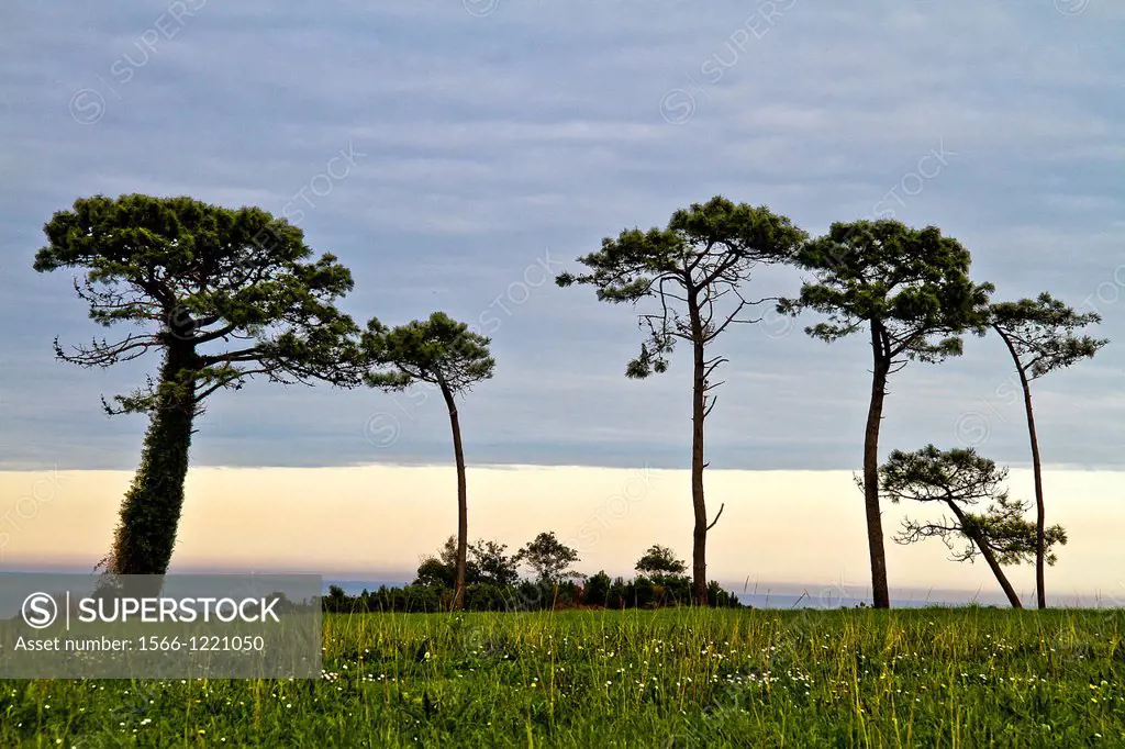 Landscape with pines near the sea, Asturias, Spain