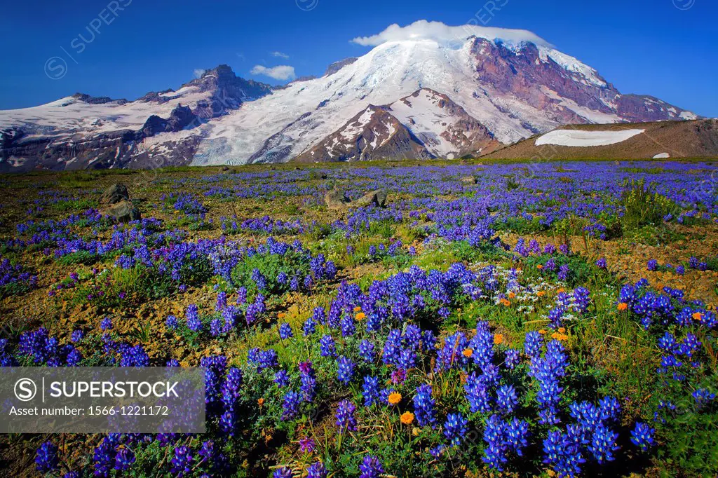 Carpet of lupines on 1st Burroughs Mountain in Mount Rainier National Park in Western Washington, USA